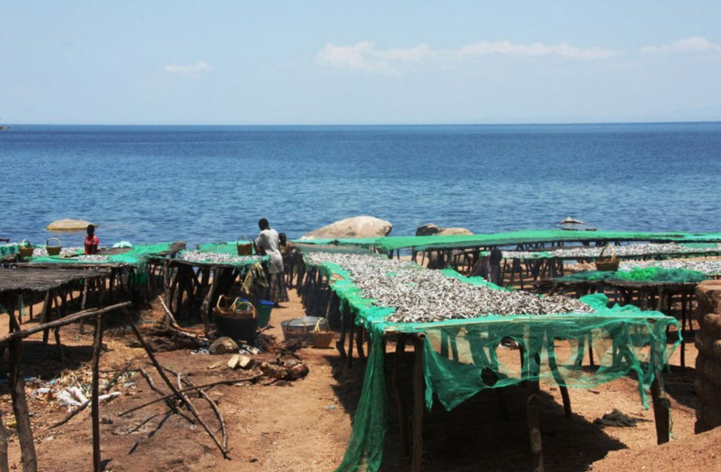 Viele Menschen in Malawi leben vom See – hier werden Speisefische getrocknet © Henoch / Pro Wildlife, Buntbarsche