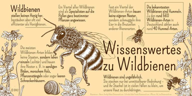 Wissenswertes über Wildbienen © Bundesumweltministerium