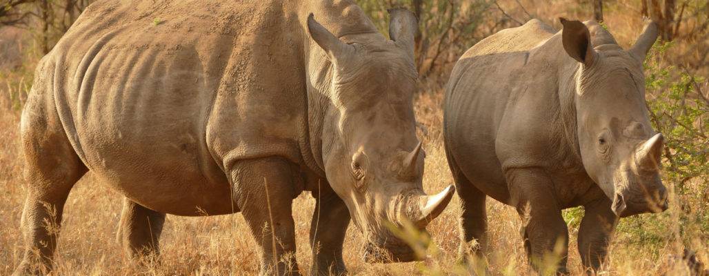 Breitmaulnashorn