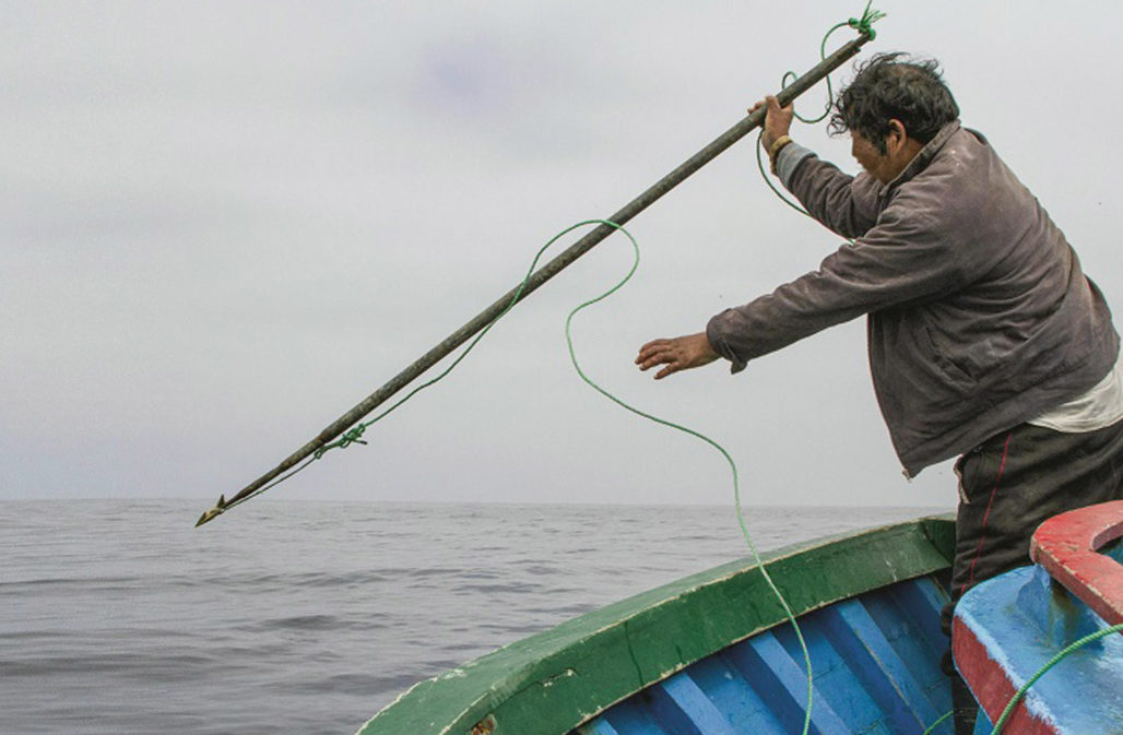 Weltweite Jagd auf Delfine und Kleinwale am Beispiel Peru: Delfinjagd mit Harpune © S. Austermühle Mundo Azul