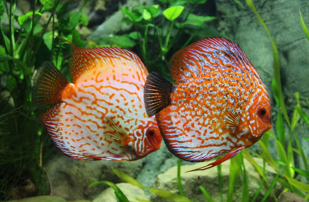 Exotische Fische im Aquarium