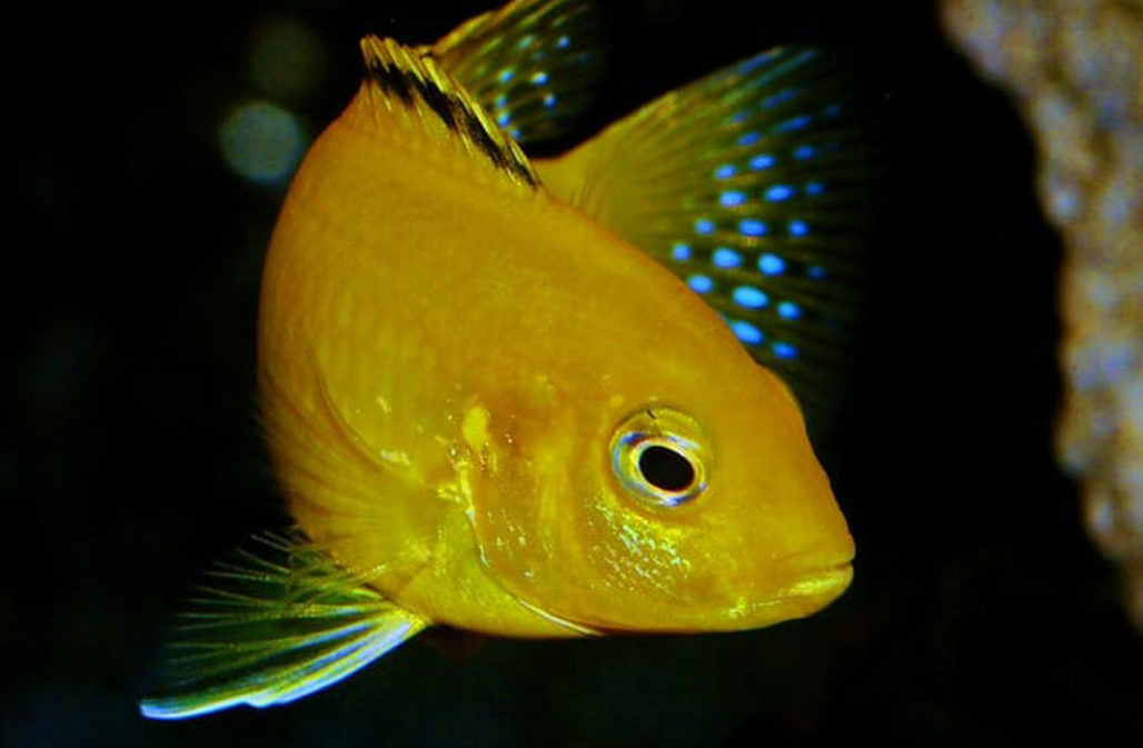 Goldener Buntbarsch in einem Malawisee-Aquarium