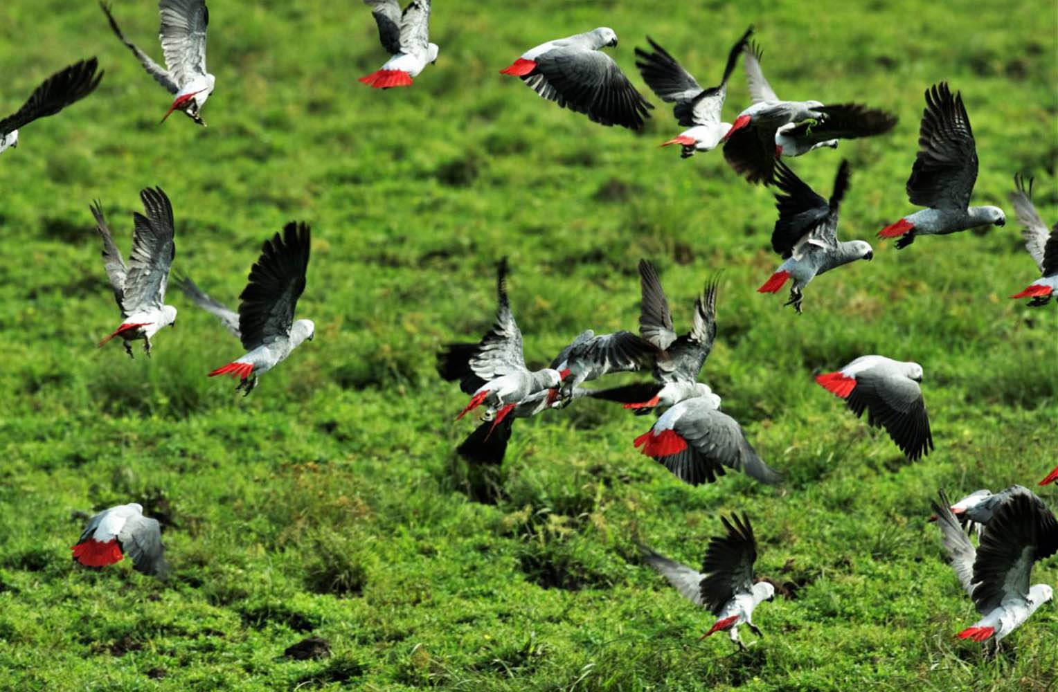 Ausgewilderte Graupapageien © LWC
25 der größten Erfolge von Pro Wildlife