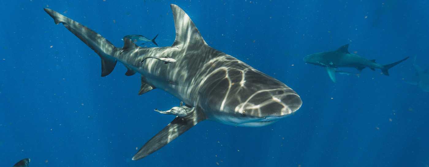 Haifischflossen: Sterben für den Suppentopf • Pro Wildlife