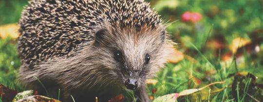 Wildtierschutz vor der eigenen Tür