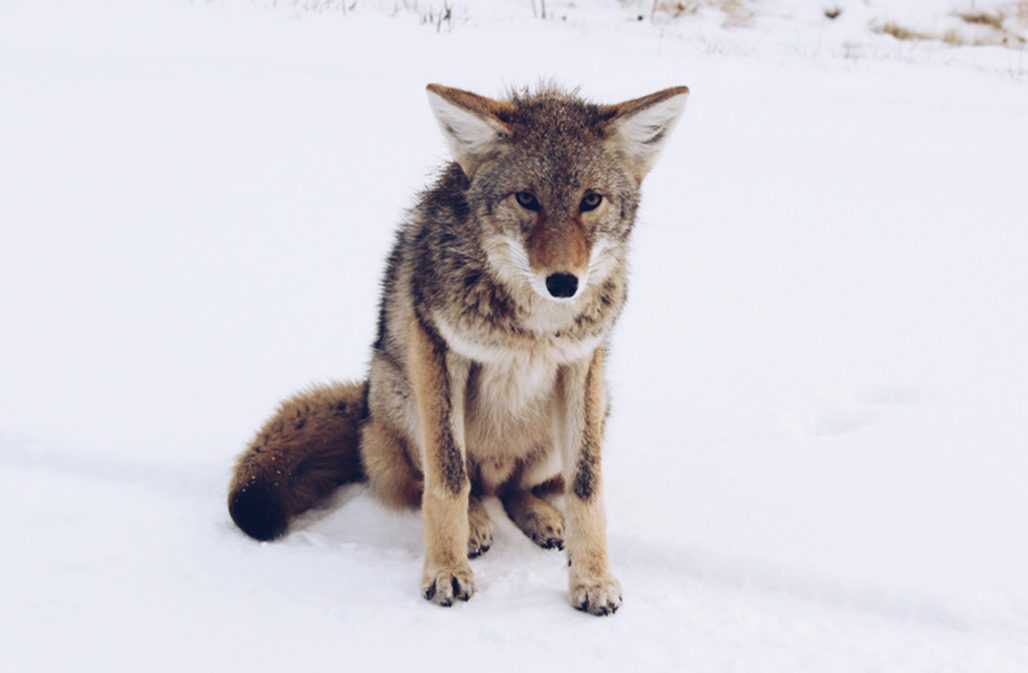 Kojote in der Wildnis