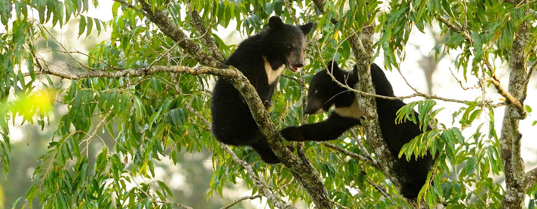 Bären in Asien: der Kragenbär