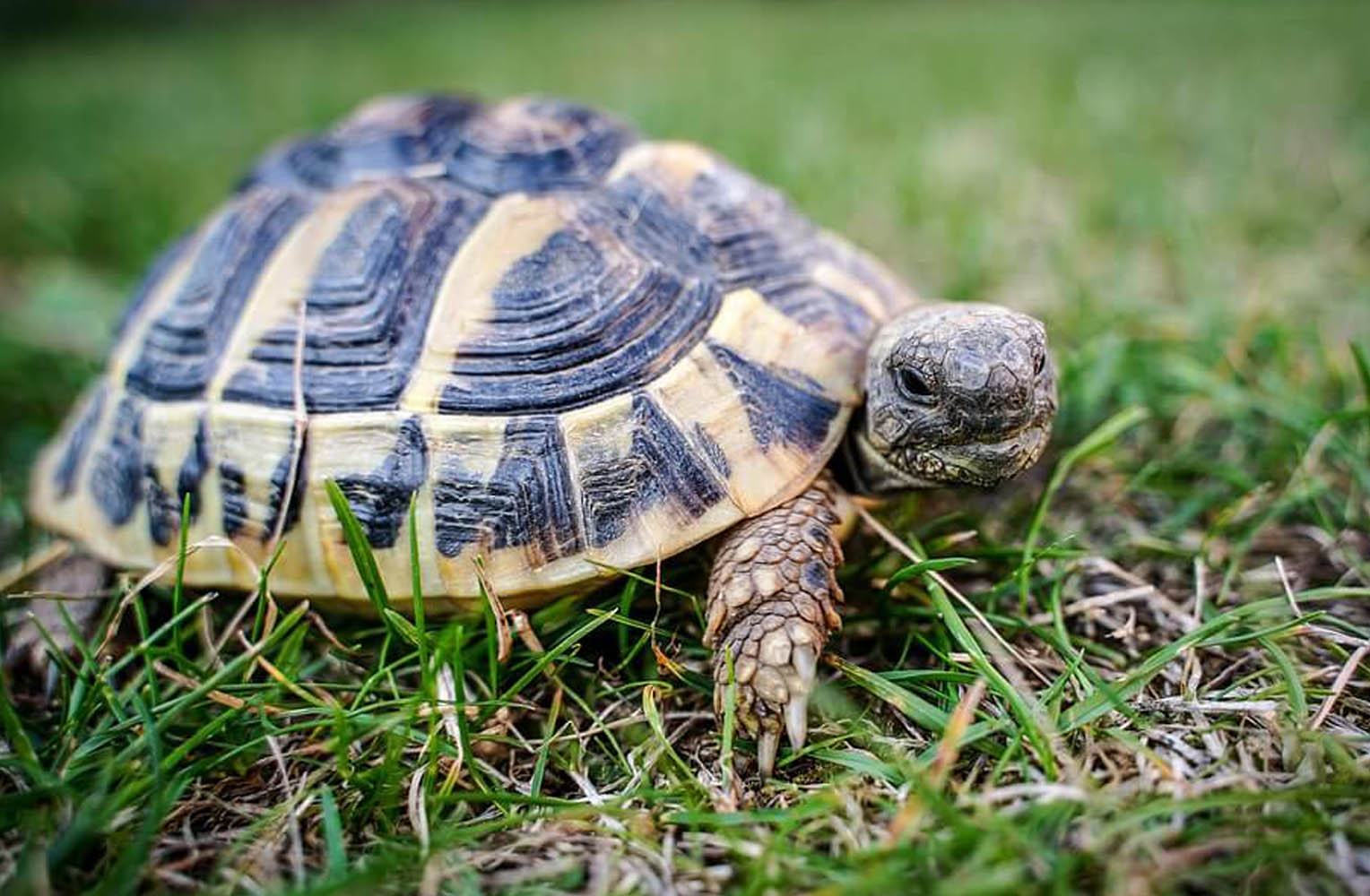 Landschildkröten sind bei Privathaltern beliebt