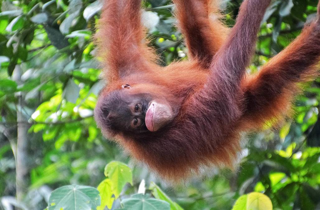 Hilfe für Orang-Utan