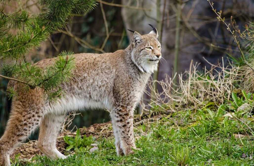 Fallenjagd: Rotluchse werden in Nordamerika wegen ihrer Felle gejagt