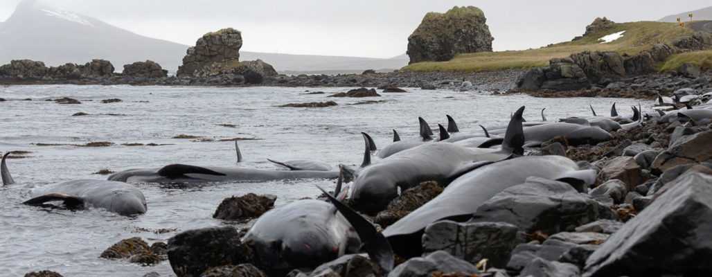 Warum Wale stranden