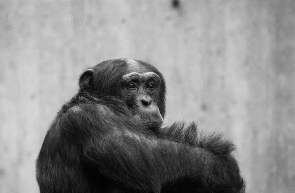 Auch ein Schimpanse starb beim Brand im Zoo Krefeld © Wolfgang Eggers