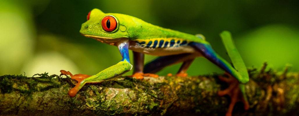 Froschaugen 2 Foto & Bild  tiere, wildlife, amphibien & reptilien Bilder  auf fotocommunity