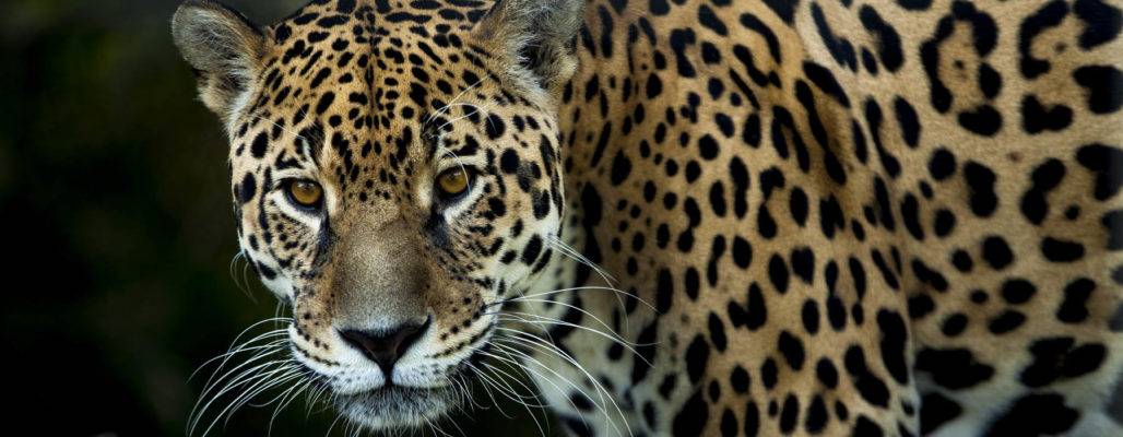 Jaguar • Pro Wildlife