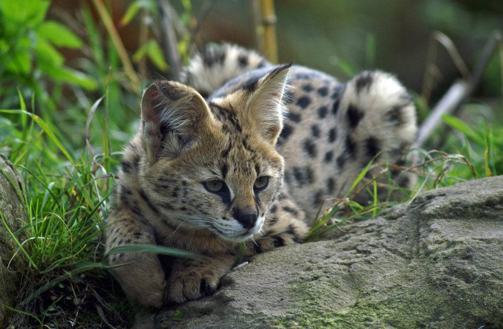 Gefahrtiere als Haustiere: Serval