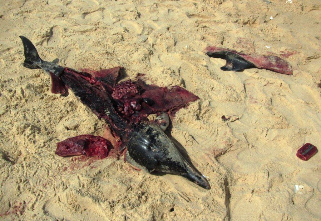 butchered dolphin coast survey Senegal © ACFD