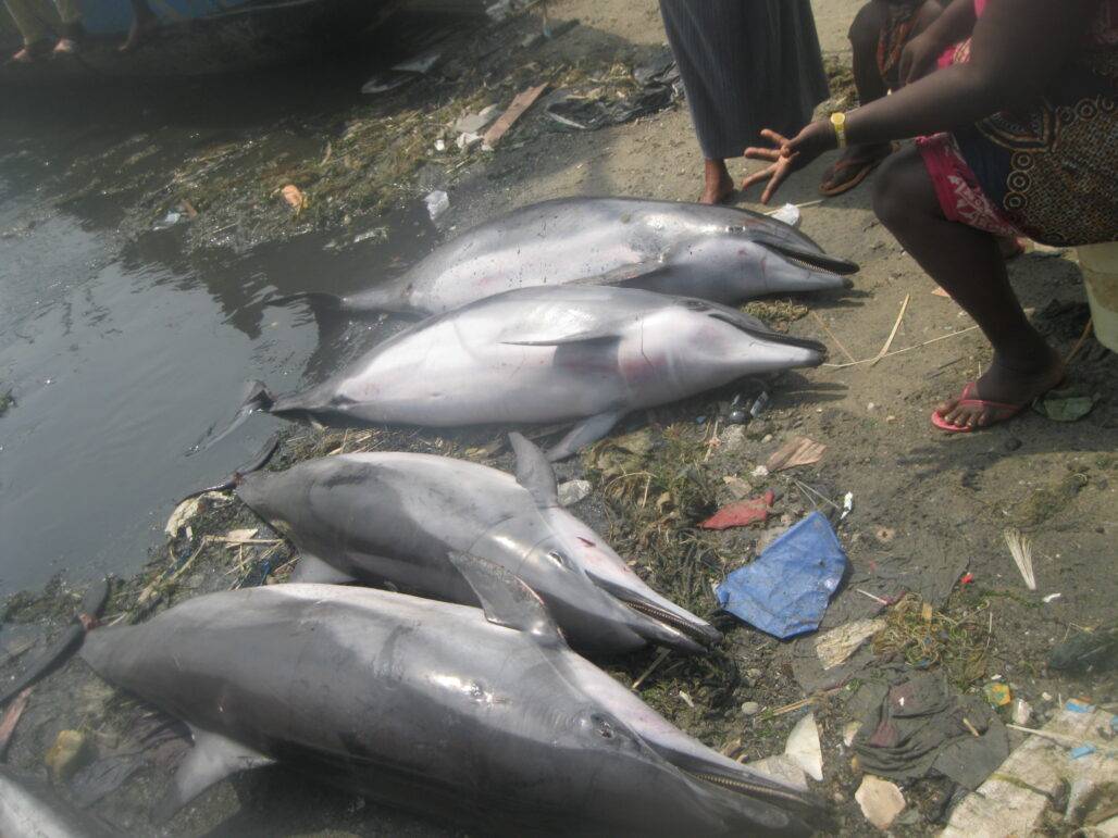 hunted Clymene dolphins Ghana © COREWAM