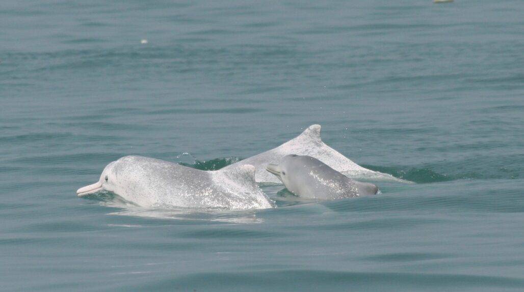 River dolphins © Nicola Hodgins