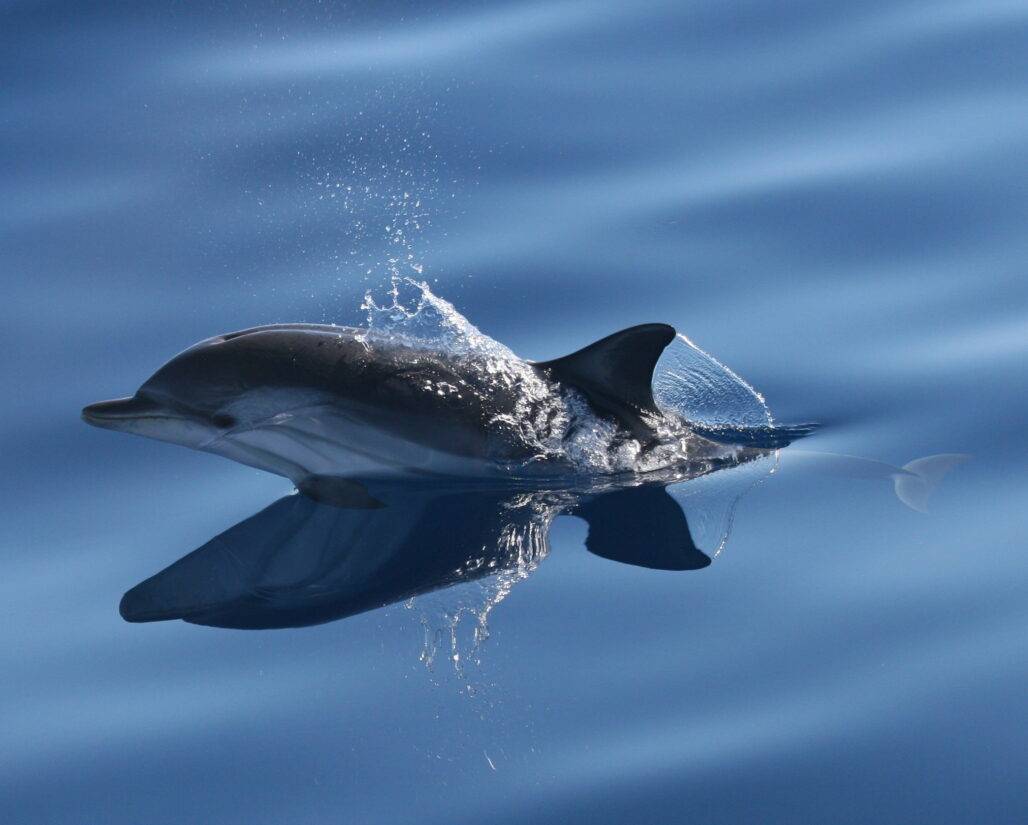 Striped dolphin © Nicola Hodgins