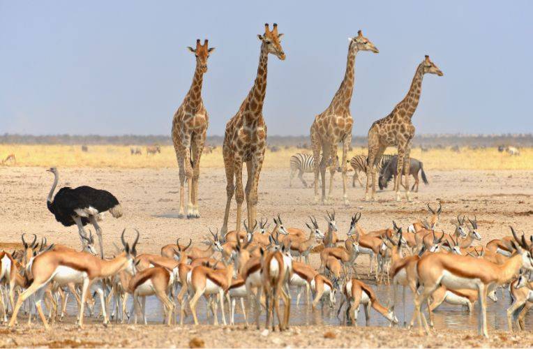 Etosha Nationalpark, Namibia © JamesBrew 