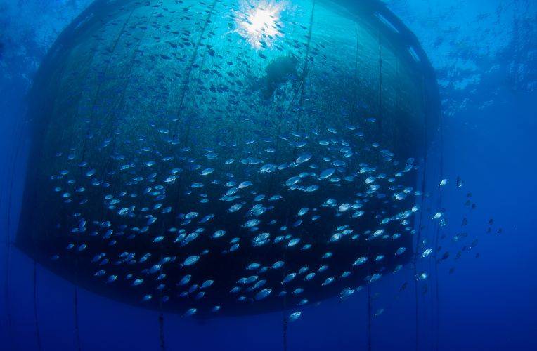 Netzgehege in der Aquakultur