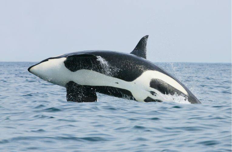 Orca, Ivkovich