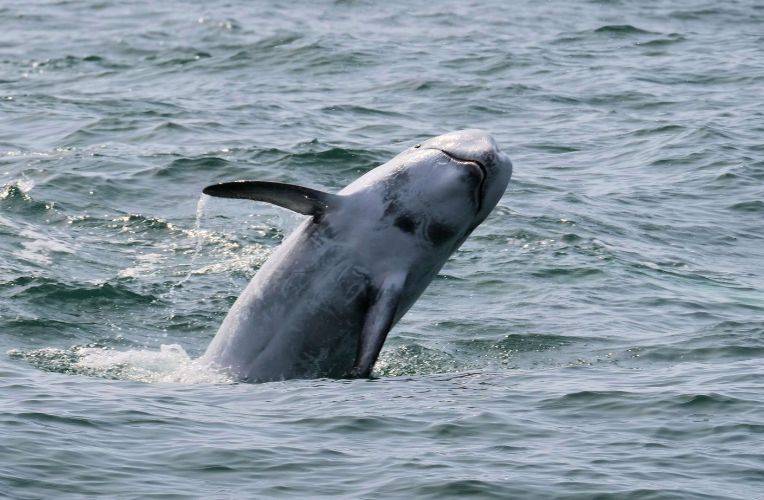 Risso’s dolphin