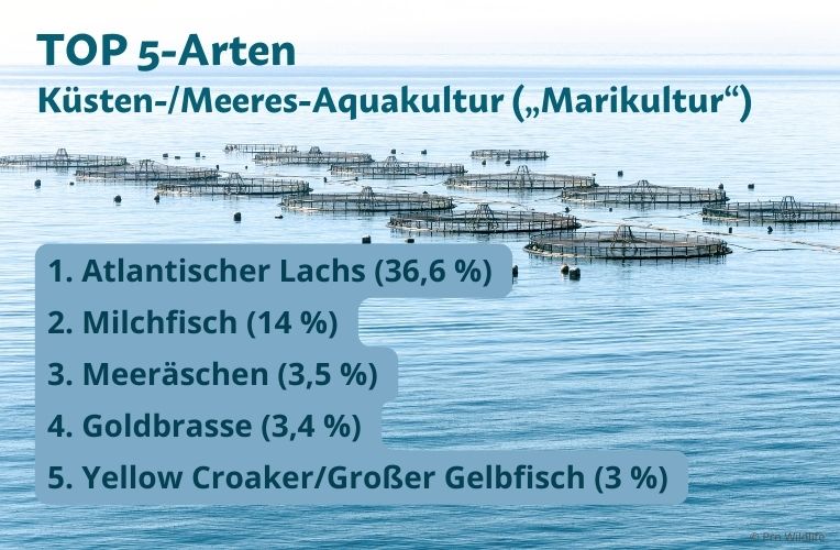 TOP 5 der häufigsten Arten in der Küsten-/Meeres-Aquakultur