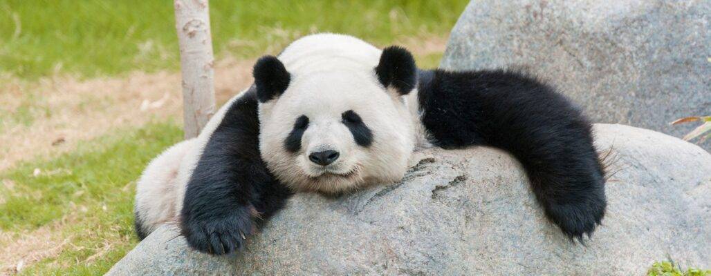 Pandas im Zoo